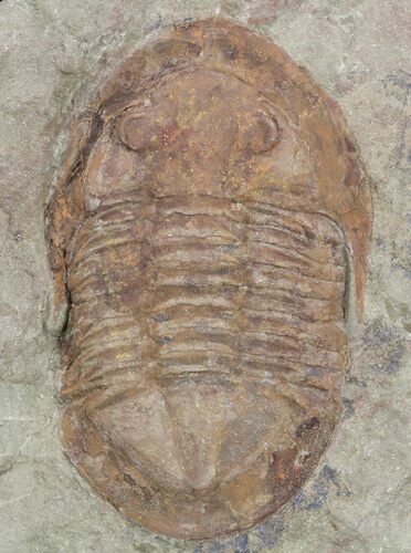 Ordovician Asaphellus Trilobite - Morocco #55151